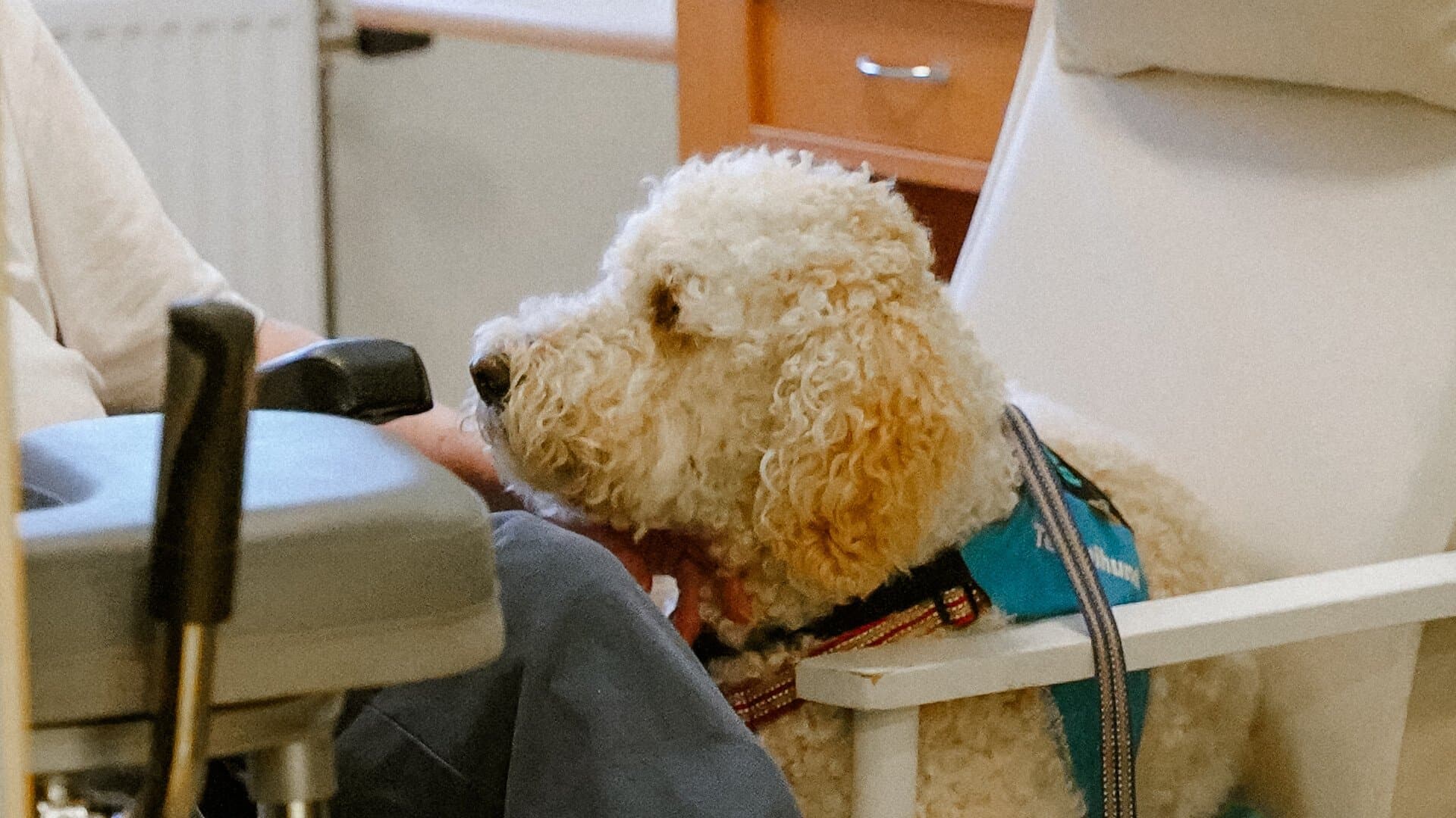 Bild på hunden Balto Bild på hunden Balto